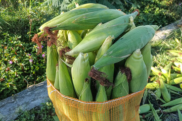 Organic Maize with Natural Outer Leaves