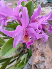 Guarianthe Skinneri Family Of Orchidaceae. Beautiful Orchid in The Garden. Guarianthe is a colorful purple flowers. Costa Rican national flower. Guaria morada. Perfect for Flower Background.