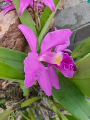 Guarianthe Skinneri Family Of Orchidaceae. Beautiful Orchid in The Garden. Guarianthe is a colorful purple flowers. Costa Rican national flower. Guaria morada. Perfect for Flower Background.