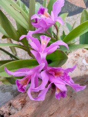 Guarianthe Skinneri Family Of Orchidaceae. Beautiful Orchid in The Garden. Guarianthe is a colorful purple flowers. Costa Rican national flower. Guaria morada. Perfect for Flower Background.
