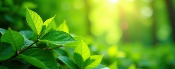 Deep green foliage, dreamy sky bokeh Sunlight filters through leaves , nature, texture, ethereal