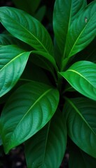 Deep emerald green tropical leaves, dense and rich , jungle, dark green leaves, botanical