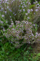 Tiny pale purple flowers on a thyme plant (Thymus vulgaris), nestled among aromatic green leaves...