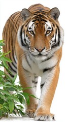 Obraz premium Majestic Tiger Walking Through Lush Greenery on White Background