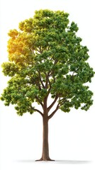 Lush Green Tree with Thick Canopy Against White Background