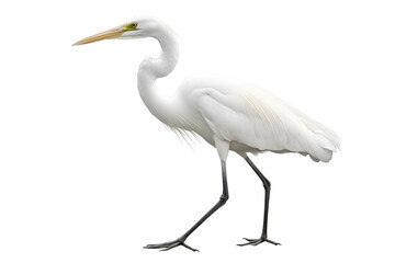 A majestic white egret with a long neck and yellow eyes isolated on transparent background