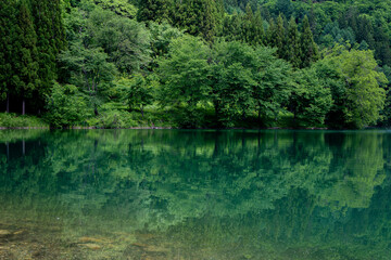 湖面に映る新緑の森　中綱湖　長野県大町市