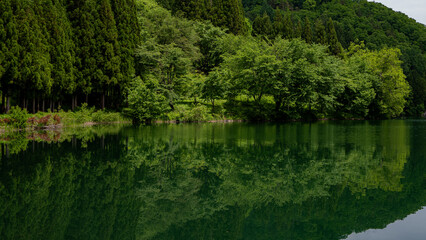 Fototapeta premium 湖面に映る新緑の森 中綱湖 長野県大町市