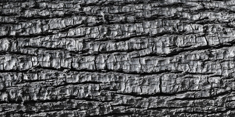 The Scorched Symphony: A close-up, high-resolution photograph reveals the intricate texture of charred tree bark, telling a silent story of fire's transformative touch.