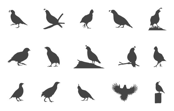 Quail bird svg, Quail bird silhouette, Quail svg, Quail silhouette, Bobwhite quail vector, Bobwhite quail silhouette.