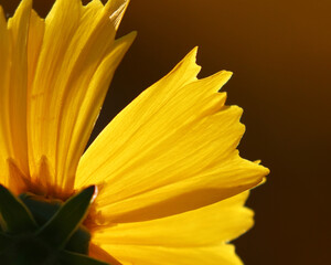 Closeup of bright yellow flower petals in bright sunlight, warm background