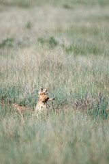 Prairie dog sitting up and eating grass, in a prairie dog village habitat located in a grass meadow in Bryce Canyon National Park, Utah
