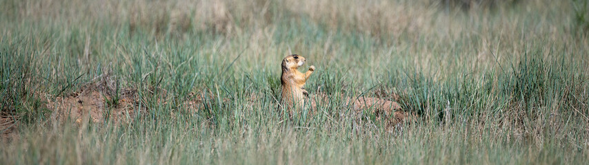 Prairie dog sitting up and eating grass, in a prairie dog village habitat located in a grass meadow in Bryce Canyon National Park, Utah
