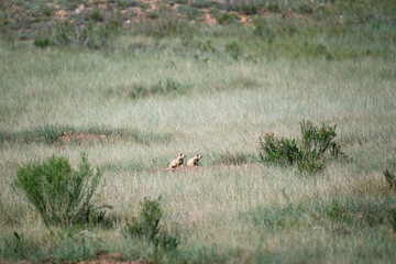 Two Prairie dogs standing and alert outside burrow, prairie dog village habitat located in a grass meadow in Bryce Canyon National Park, Utah

