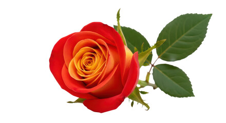 Fototapeta premium Orange And Red Rose Bloom Closeup