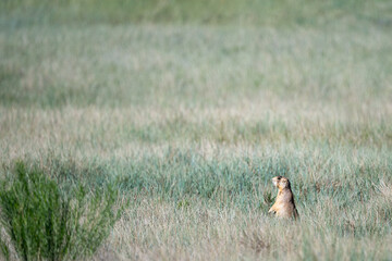 Prairie dog sitting up and alert, in a prairie dog village habitat located in a grass meadow in Bryce Canyon National Park, Utah
