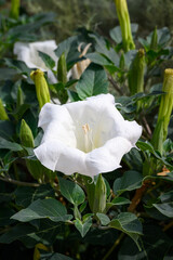 Closeup of white trumpet shaped flower of a White Tropical Morning Glory plant blooming in Red Cliffs Desert Reserve of Snow Canyon State Park, Utah
