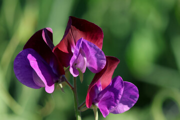 Closeup of purple and red snow pea blossoms with green background