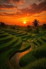 Golden Sunset Over Beautiful Rice Terraces Landscape