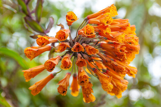 Vibrant inflorescence of orange Bomarea flowers in a natural setting.