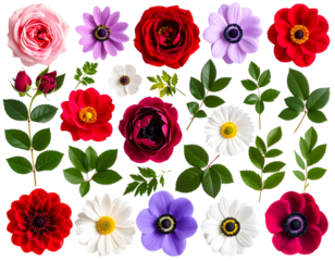 Floral Element Set with Colorful Blooms and Foliage in Top View, isolated on a transparent background