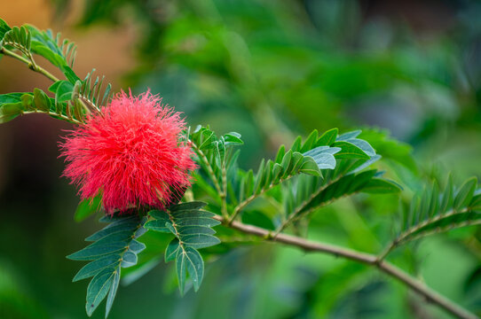 Exotic Calliandra haematocephala flower in close-up