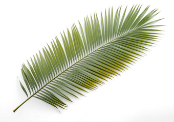 Obraz premium palm leaf isolated on white background.