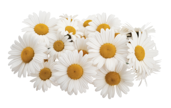 daisy flowers isolated on transparent background