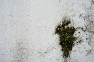 A weathered white wall marred by dark patches of mold, mildew, and green moss. This grunge texture...