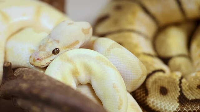 Close-Up of Corn Snake in Natural Habitat