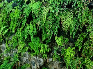 Green hanging plants growing from wall, natural vertical greenery often used for decoration,...