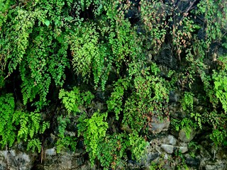 Green hanging plants growing from wall, natural vertical greenery often used for decoration,...
