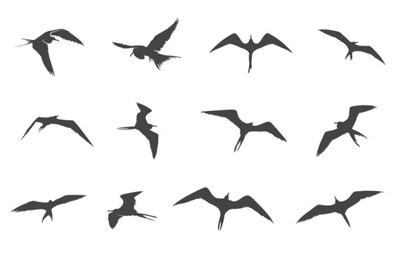 Great frigate svg, Great frigate silhouette, Frigate bird svg, Magnificent frigate bird svg, Frigate bird silhouette, Great frigate bird clipart
