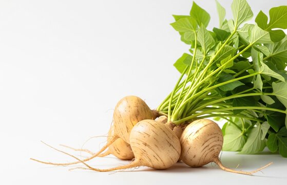 Bunch of Freshly Harvested Jicama Roots