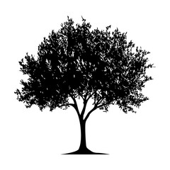 オリーブの木のシルエット_1