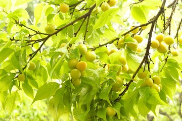 Prunus mume in Nagano, Japan in June
