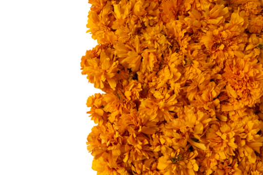 Texture of various cempasúchil  flowers, with space for text or design. Day of the Dead decorations in Mexico.  Transparent background, PNG format