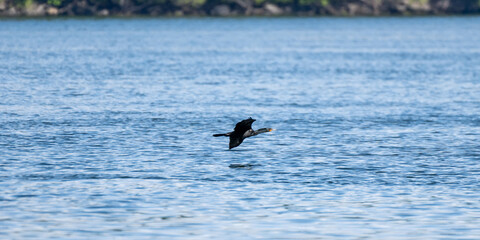 Obraz premium Birds in flight