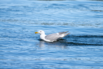Seagull
