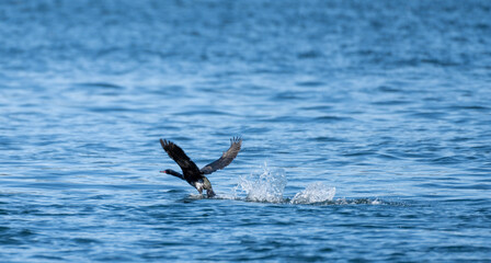 Birds in flight