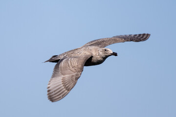 seagull in flight