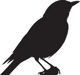 Bird Silhouette Perched on Branch Isolated on White Background