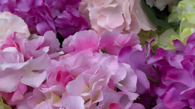A top view of a smooth hydrangea or wild harden blue and violet flowers.Potted plant and flowers white Hydrangea in a pot in front of the shop. Floral decoration