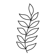 branch leaf line vector