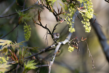 Chickadee