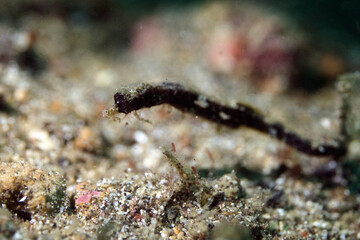 marine life in lembeh ocean