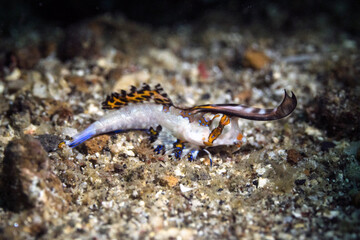 marine life in lembeh ocean