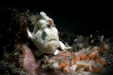 frogfish and hairy frogfish in lembeh ocean