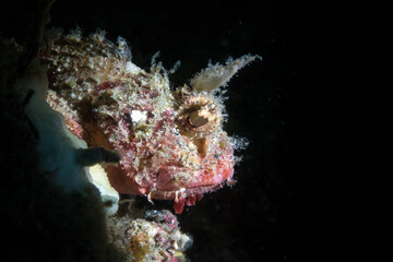 marine life in lembeh ocean