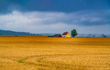 Farm house in wheat field